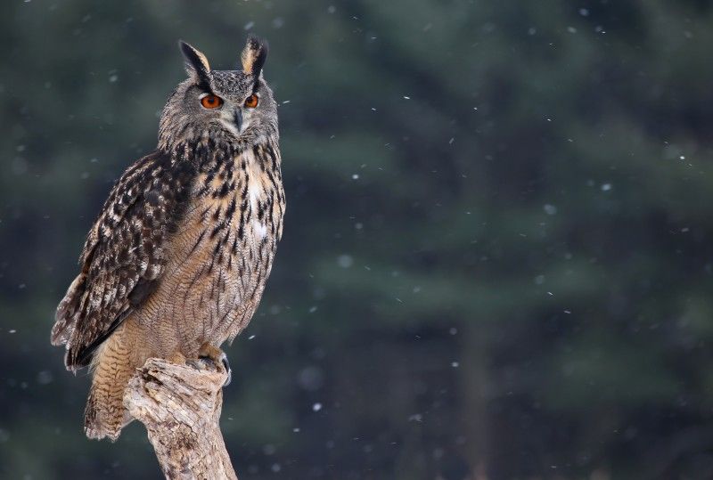 ¿Cómo reaccionarán las aves ante el eclipse de sol?