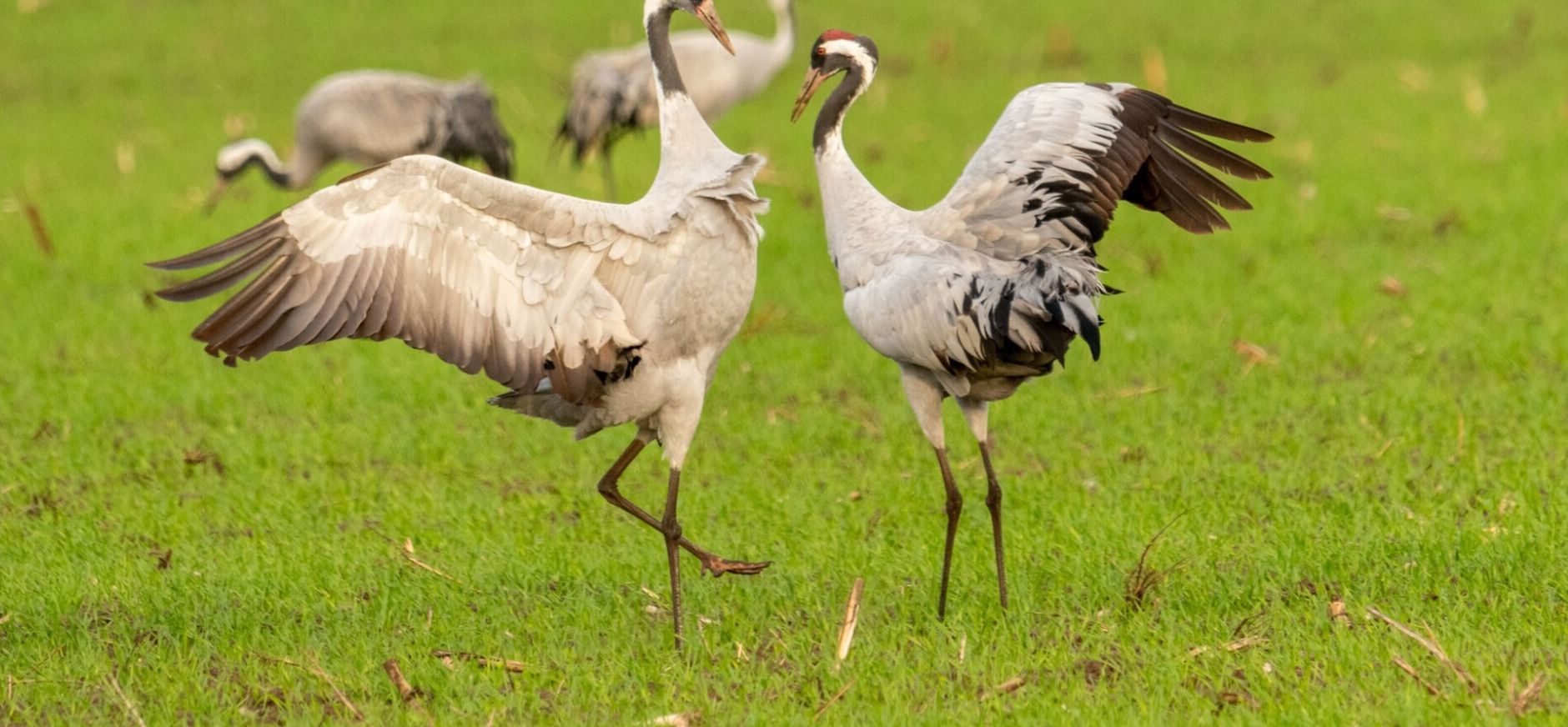 Primeur in Twente: twee kraanvogeljongen groeien op in natuurgebieden
