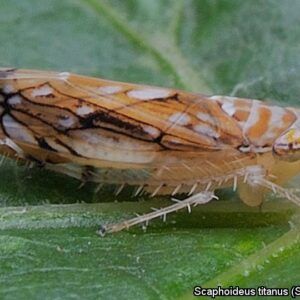 Oznam pre vinohradníkov a pestovateľov viniča