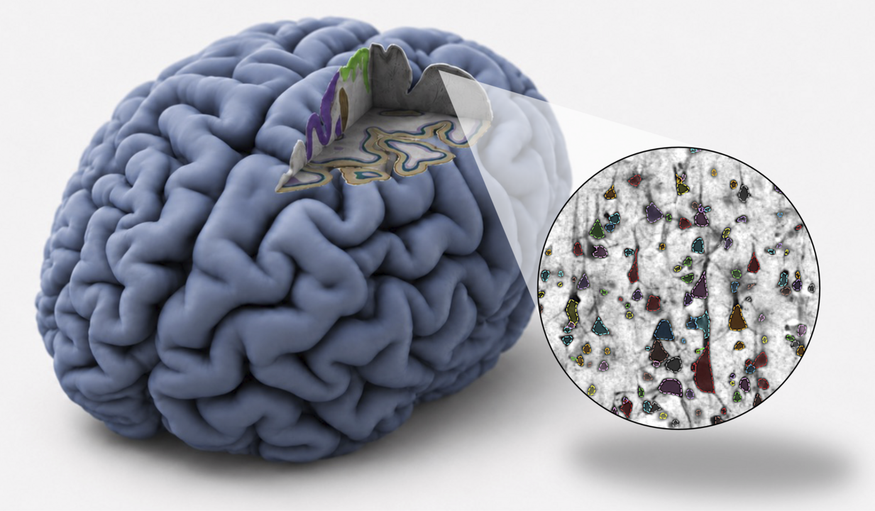 Hirnforschung: Veröffentlichung in Nature Methods Vom Molekül zum Netzwerk: Siibra vereint Hirndaten in einem Atlas