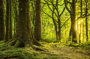 Competition to launch national forest in Ox-Cam Growth Corridor