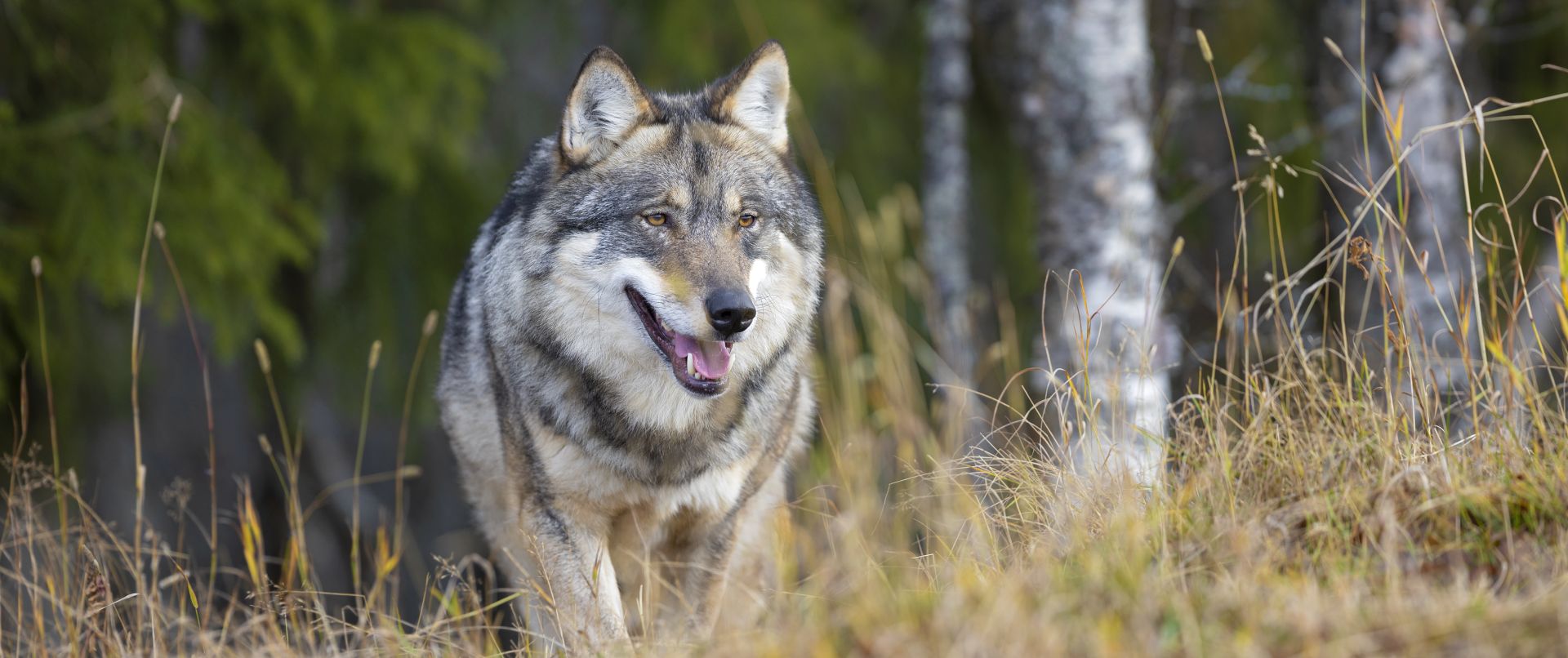 Extra budget voor subsidie wolfwerende rasters
