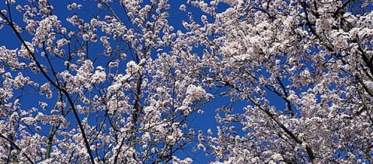 Le printemps