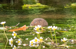 Crackdown on water companies delivers record funding to restore harm done to waterways