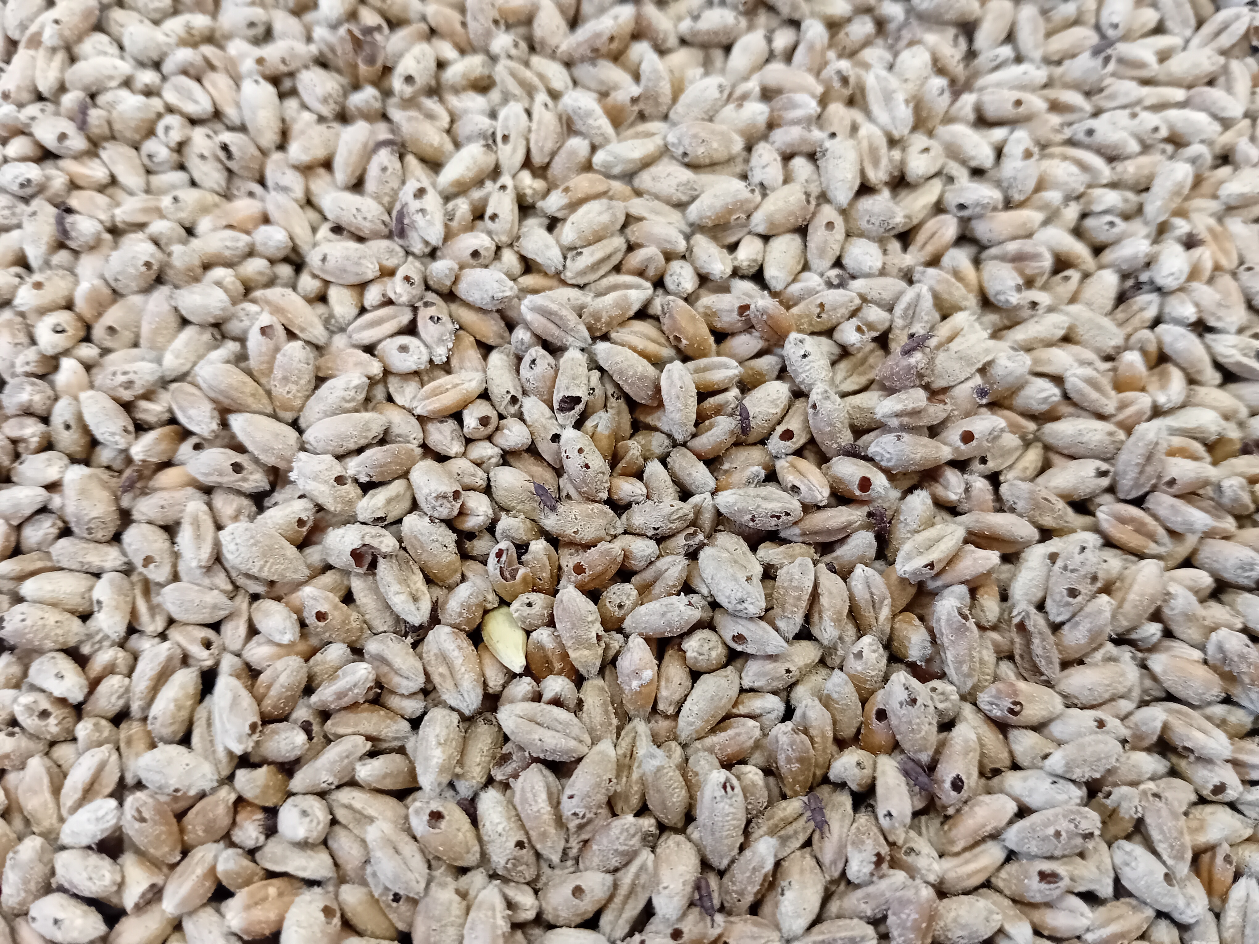 Rozmarýn místo chemie. Čeští vědci vyvinuli nový způsob ochrany obilí před škůdci