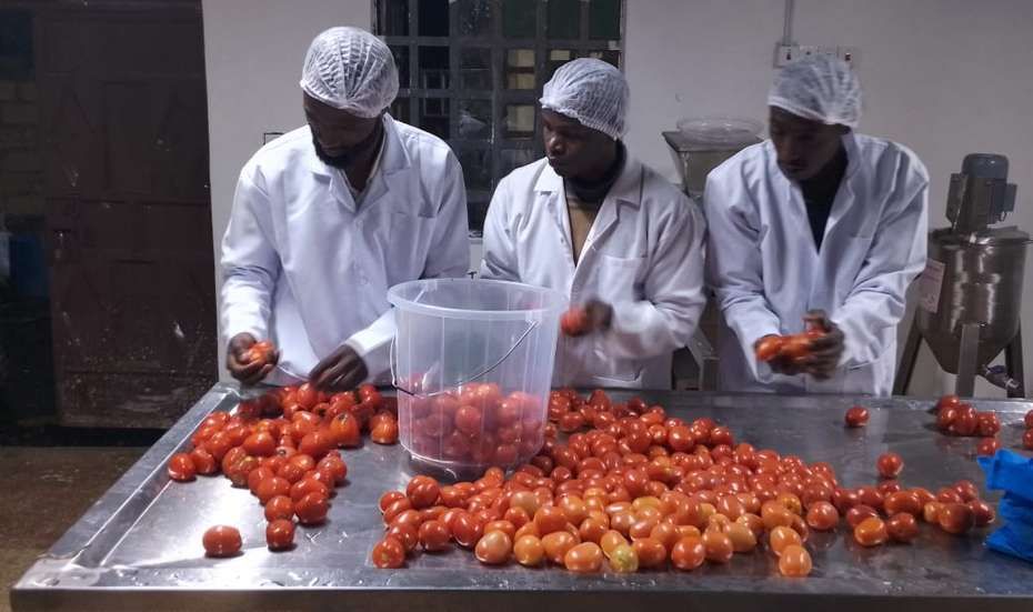 Ideen gegen den Hunger: Wie Innovation Ernährungssysteme verändern kann