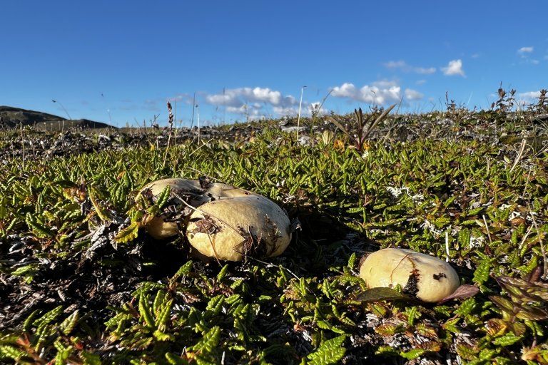 Searching for unknown fungi in the mountains