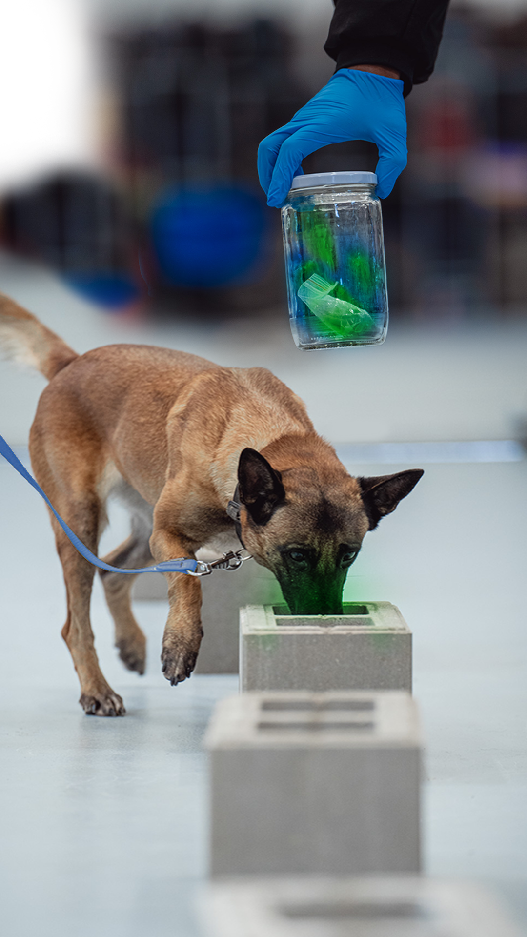 Deset služebních psů Celní správy ČR umí odhalit fentanyl