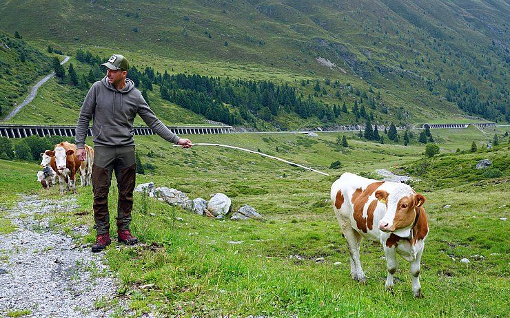 Weidetier ist kein Selfie-Partner und die Alm kein Streichelzoo