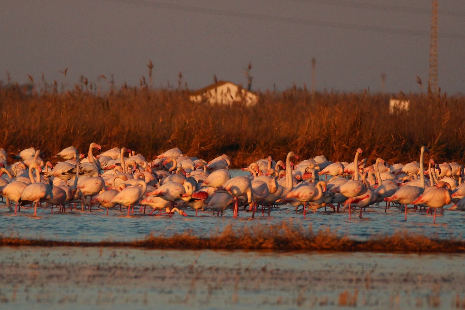 ¡Es tiempo de flamencos!