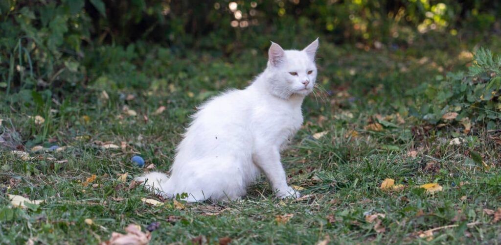 De Oekraïense Leonid en Vira moesten hun thuis achterlaten: “We mochten twee tassen meenemen, en de kat”