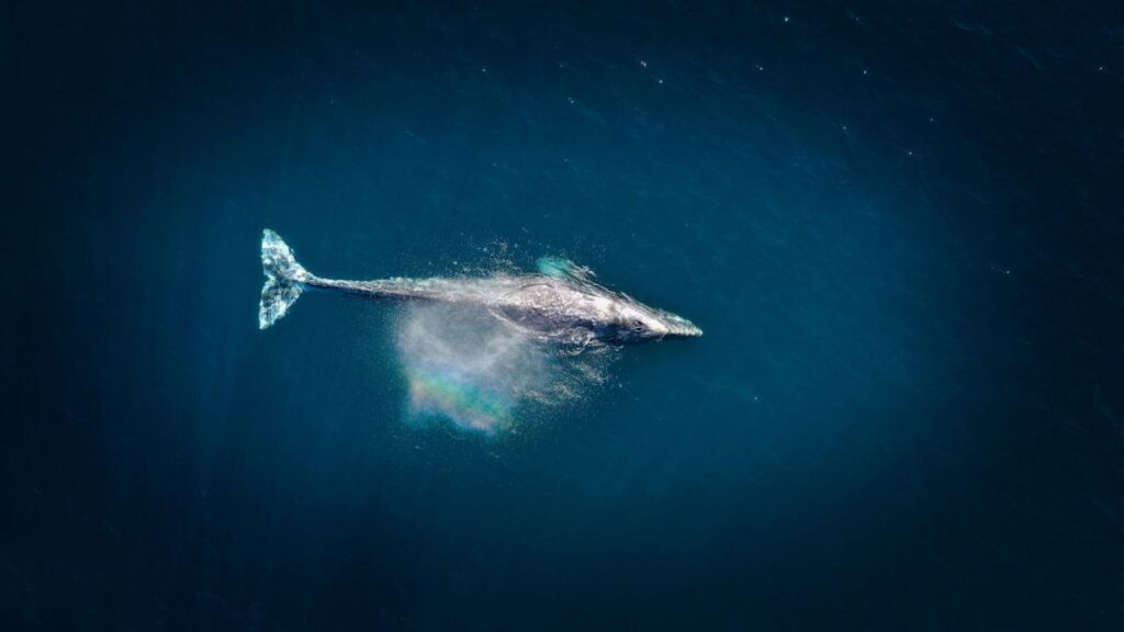 Première scientifique : nous avons réussi à enregistrer l’activité cardiaque d’un rorqual commun en liberté