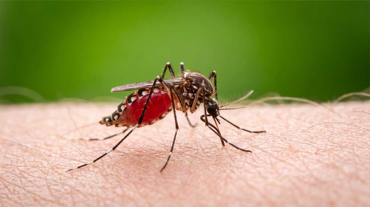 Wenn die Temperaturen fallen, sinkt auch das Malaria-Risiko
