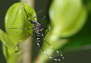 Bekämpfung der Asiatischen Tigermücke