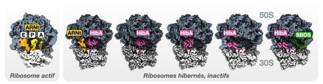 Comment les ribosomes des archées « hibernent »