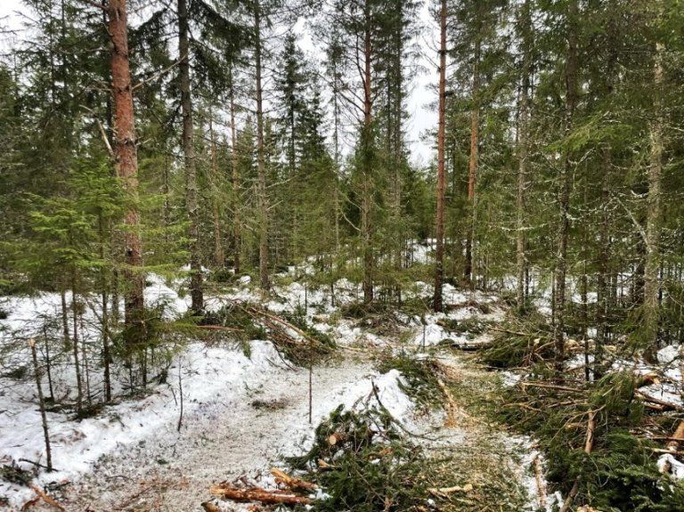 Slik går du fra bestandsskogbruk til bledningshogst
