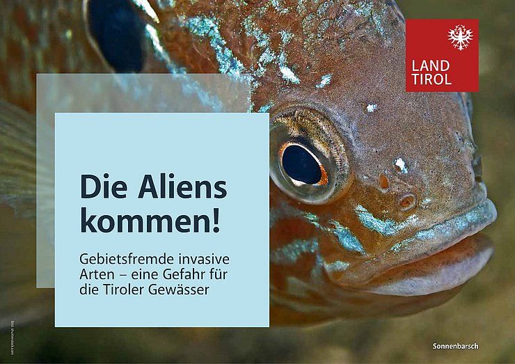 Schutz heimischer Gewässer: Land Tirol informiert zu Quaggamuscheln und Krebspest