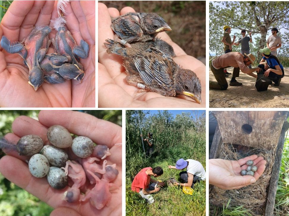Gobernanza, conservación y divulgación del Bosc de la Comandata-Delta del Ebro