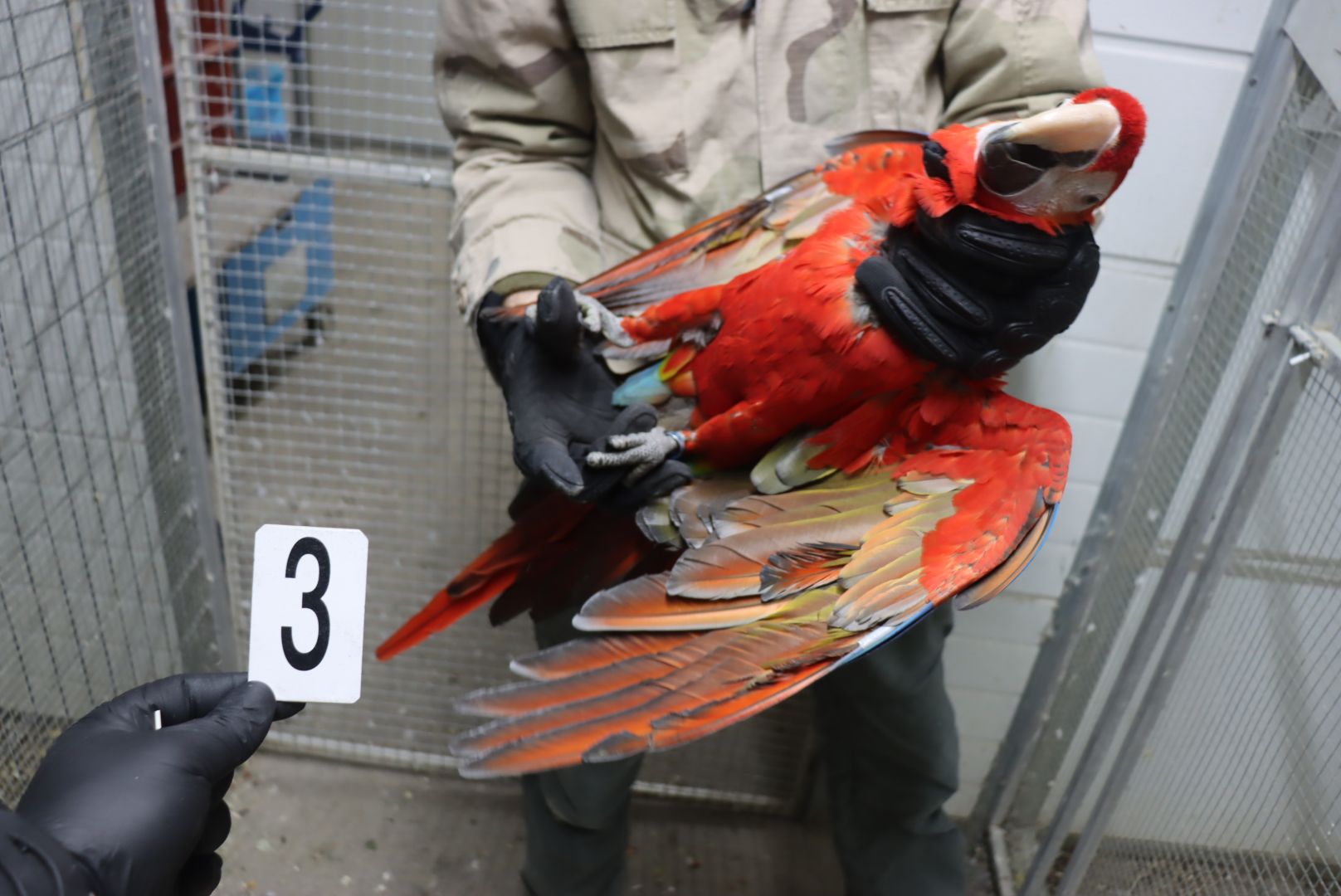 Celníci odhalili nelegální obchod s papoušky.  Jejich umístění zajistila Zoo Ostrava.