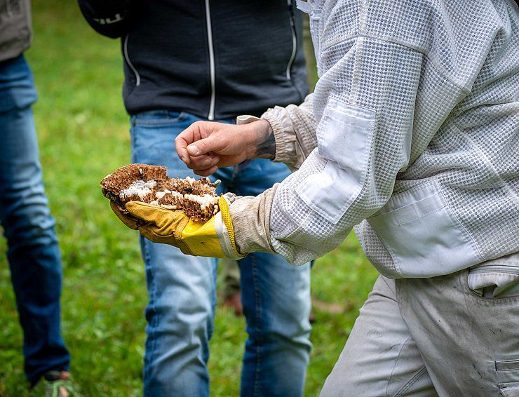 Erfolgreiche Bekämpfung der Asiatischen Hornisse in Tirol