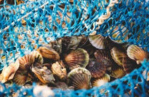 Temporary queen scallops closure