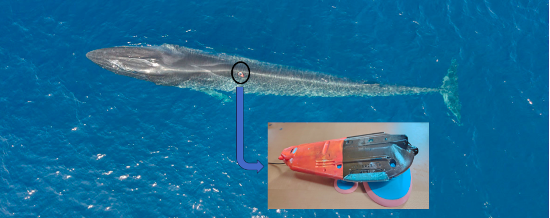 Première scientifique : nous avons réussi à enregistrer l’activité cardiaque d’un rorqual commun en liberté