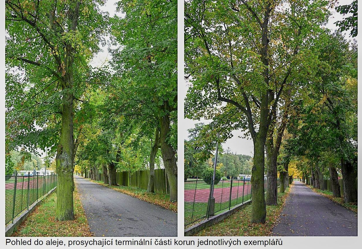 Revitalizace aleje v ulici Kovanická v Nymburce