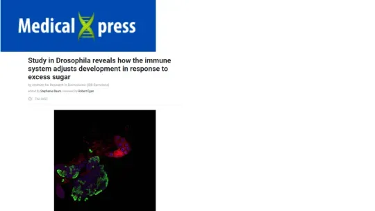 MedicalXpress - Study in Drosophila reveals how the immune system adjusts development in response to excess sugar