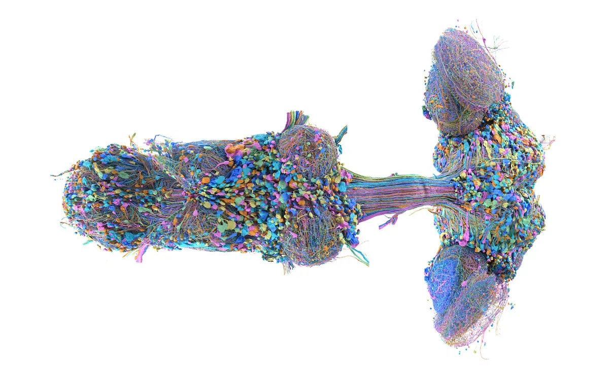 5 amazing visuals show how the male fruit fly’s brain map is advancing neuroscience