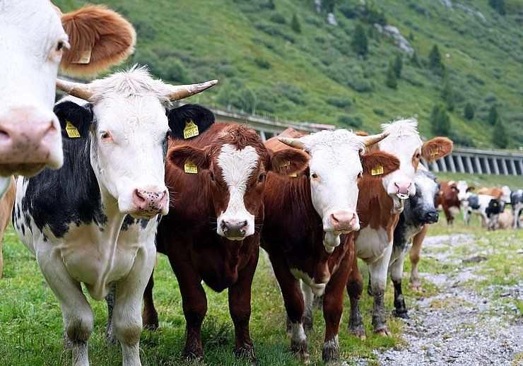 Weidetier ist kein Selfie-Partner und die Alm kein Streichelzoo