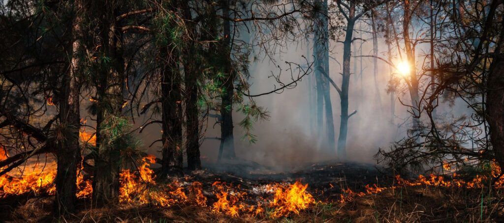 Feux de forêt : quels sont les facteurs qui influencent le plus leur comportement ?