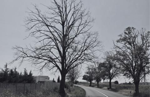 Mesto podá trestné oznámenie na základe dendrologického odborného posudku