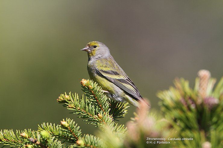 Grenzüberschreitender Naturschutz für besondere Arten in Tirol und Bayern