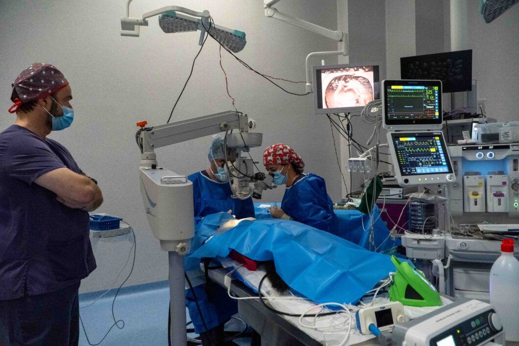 Veterinarios de BIOPARC Valencia y la CEU UCH realizan con éxito una cirugía para devolver la visión a un lémur en peligro de extinción