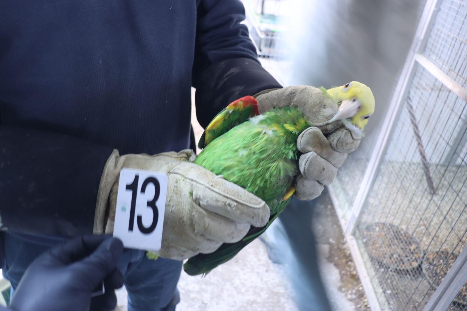 Celníci odhalili nelegální obchod s papoušky.  Jejich umístění zajistila Zoo Ostrava.
