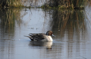 Stronger protections to help protect threatened wild birds