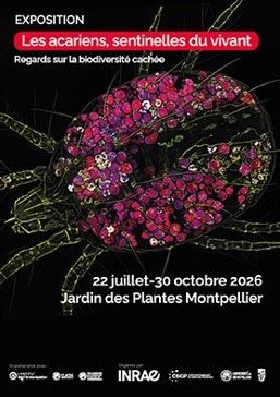 Les acariens sortent de l’ombre : une exposition inédite révèle le monde fascinant de ces sentinelles du vivant