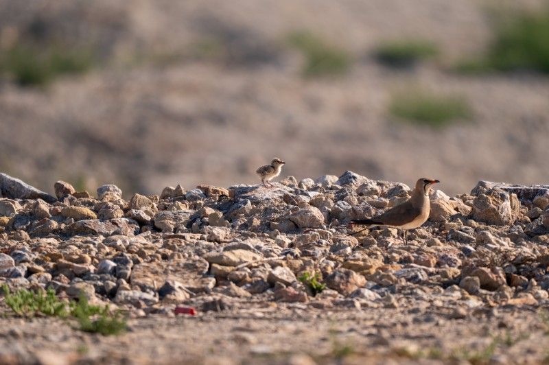 Éxito reproductor de la cerceta pardilla en Alicante