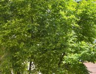 Trubači TUZVO uspeli na Česko-slovenskej súťaži poľovníckych trubačov