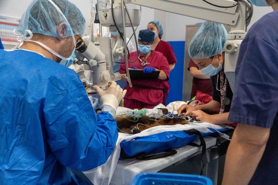 Veterinarios de BIOPARC Valencia y la CEU UCH realizan con éxito una cirugía para devolver la visión a un lémur en peligro de extinción