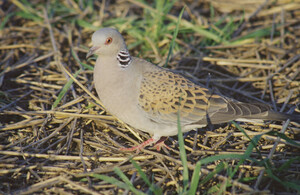 Threatened species set for major funding boost