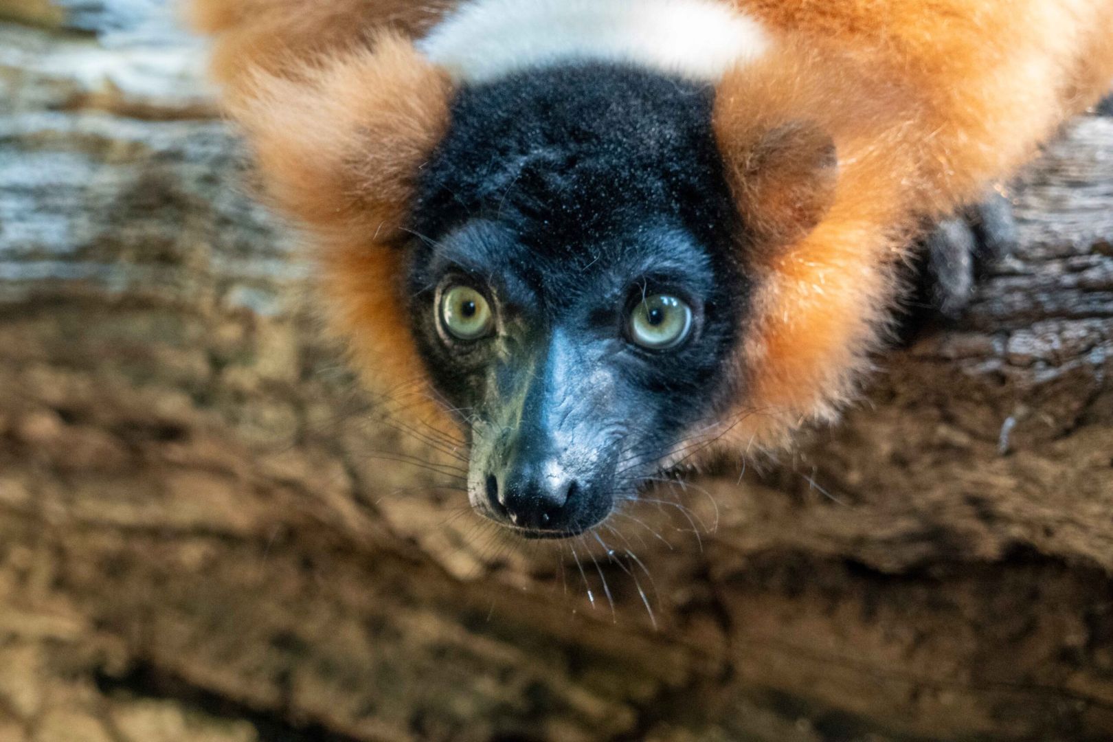 Veterinarios de BIOPARC Valencia y la CEU UCH realizan con éxito una cirugía para devolver la visión a un lémur en peligro de extinción