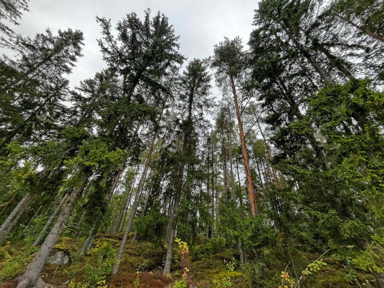 Skal forvalte skogen tre for tre