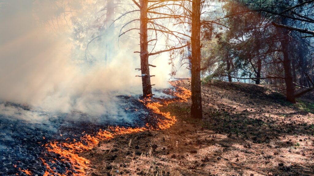 La función notarial al servicio de los afectados por los incendios
