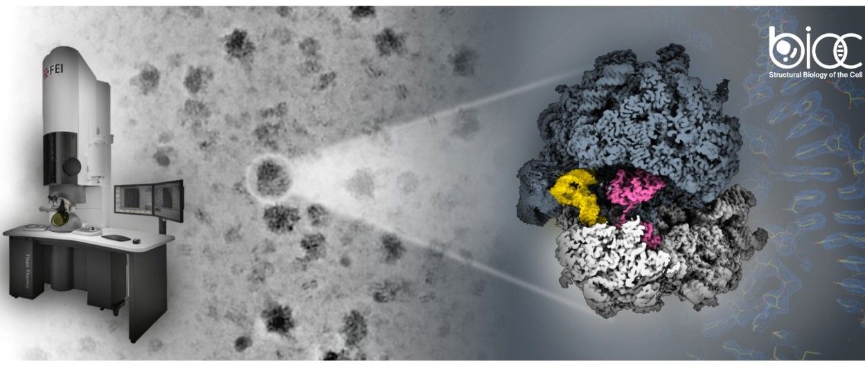 Comment les ribosomes des archées « hibernent »
