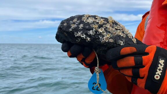 Jonge oesters uitgeplaatst op kabelkruisingen in de Noordzee