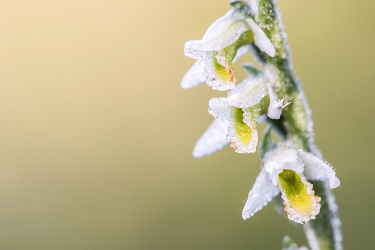 Japonci objavili nový druh orchidey: pripomína kvety zo zmrznutej rosy!