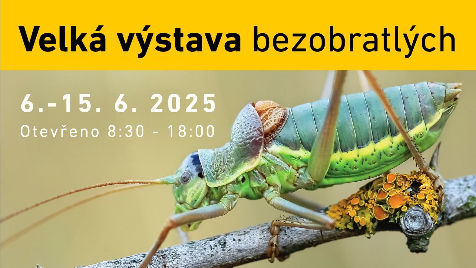 Velká výstava bezobratlých 2025: živí tvorové, které jen tak neuvidíte