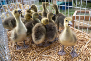 Podujatia na týždeň od 9. apríla 2026