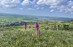 Spring into the Mendip National Nature Reserve